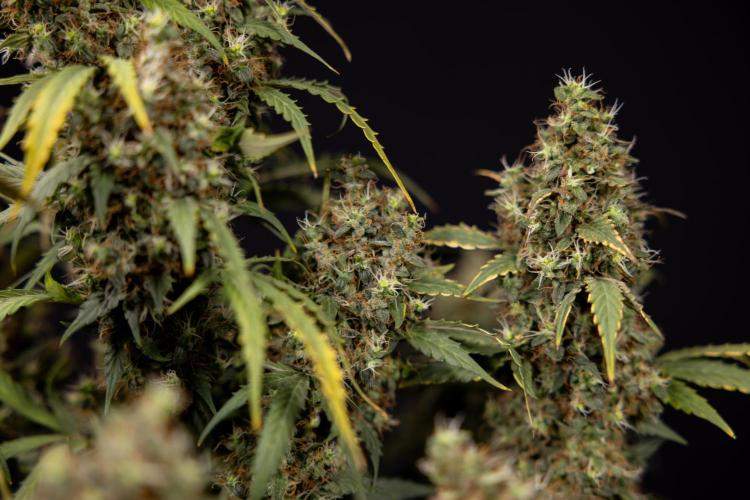 Godfather OG ✞ Auto - Zamnesia x B&B. Week 11 - Godfather OG #1 - Harvest Day - No Techniques
