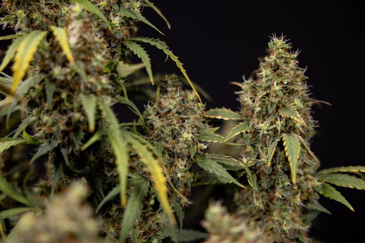 Godfather OG ✞ Auto - Zamnesia x B&B. Week 11 - Godfather OG #1 - Harvest Day - No Techniques