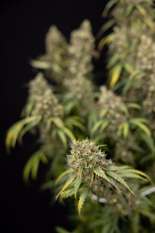 Godfather OG ✞ Auto - Zamnesia x B&B. Week 11 - Godfather OG #1 - Harvest Day - No Techniques