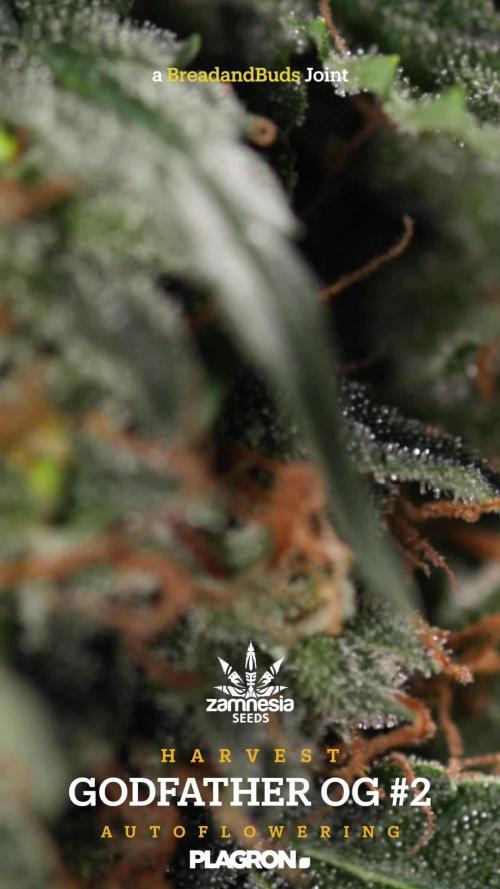 Godfather OG ā Auto - Zamnesia x B&B