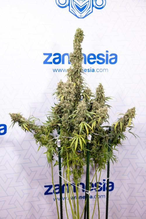 Godfather OG ✞ Auto - Zamnesia x B&B. Week 11 - Godfather OG #1 - Harvest Day - No Techniques