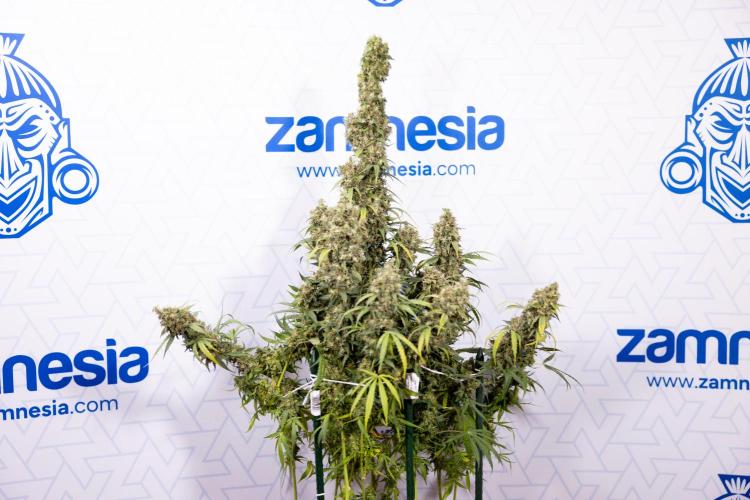Godfather OG ✞ Auto - Zamnesia x B&B. Week 11 - Godfather OG #1 - Harvest Day - No Techniques