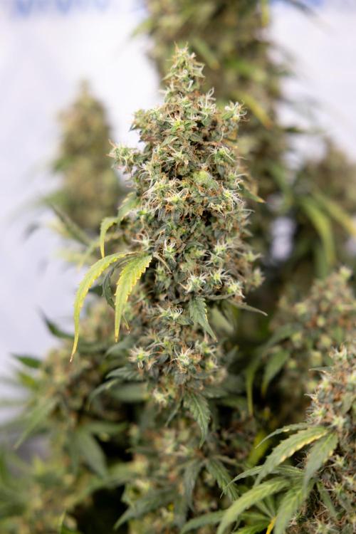 Godfather OG ✞ Auto - Zamnesia x B&B. Week 11 - Godfather OG #1 - Harvest Day - No Techniques