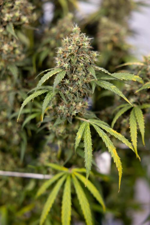 Godfather OG ✞ Auto - Zamnesia x B&B. Week 11 - Godfather OG #1 - Harvest Day - No Techniques