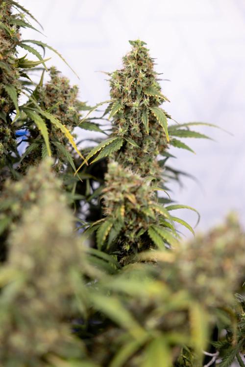 Godfather OG ✞ Auto - Zamnesia x B&B. Week 11 - Godfather OG #1 - Harvest Day - No Techniques
