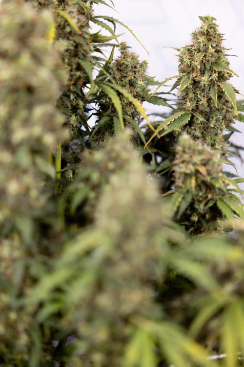 Godfather OG ✞ Auto - Zamnesia x B&B. Week 11 - Godfather OG #1 - Harvest Day - No Techniques