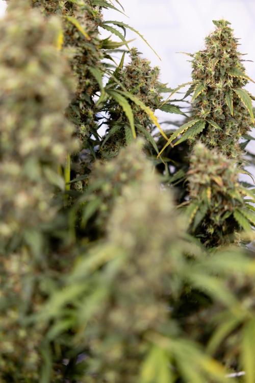 Godfather OG ✞ Auto - Zamnesia x B&B. Week 11 - Godfather OG #1 - Harvest Day - No Techniques