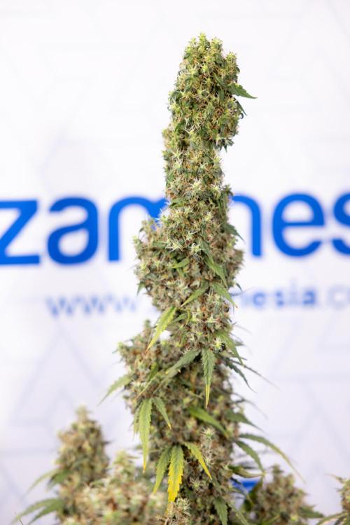 Godfather OG ✞ Auto - Zamnesia x B&B. Week 11 - Godfather OG #1 - Harvest Day - No Techniques
