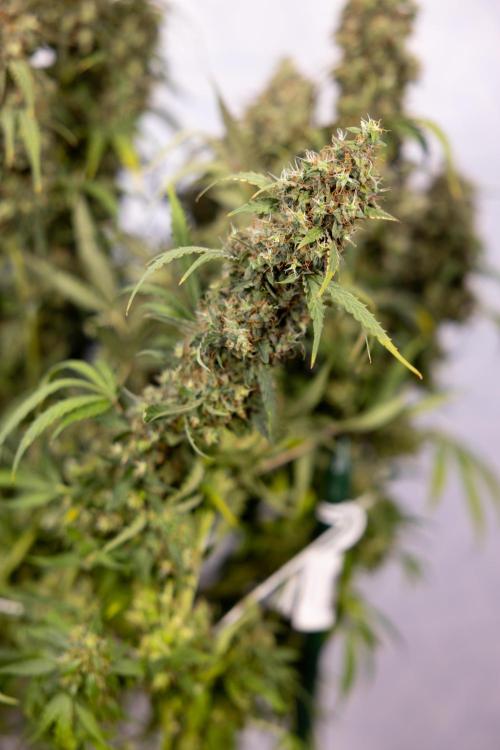 Godfather OG ✞ Auto - Zamnesia x B&B. Week 11 - Godfather OG #1 - Harvest Day - No Techniques