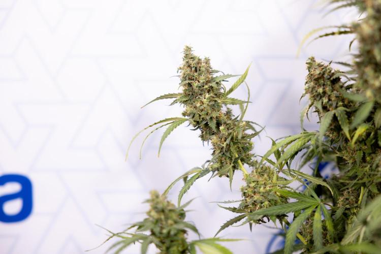 Godfather OG ✞ Auto - Zamnesia x B&B. Week 11 - Godfather OG #1 - Harvest Day - No Techniques