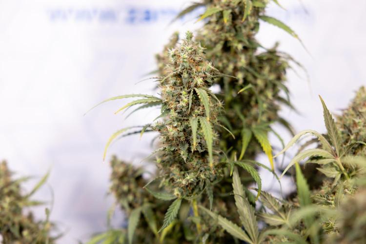 Godfather OG ✞ Auto - Zamnesia x B&B. Week 11 - Godfather OG #1 - Harvest Day - No Techniques