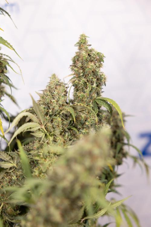 Godfather OG ✞ Auto - Zamnesia x B&B. Week 11 - Godfather OG #1 - Harvest Day - No Techniques