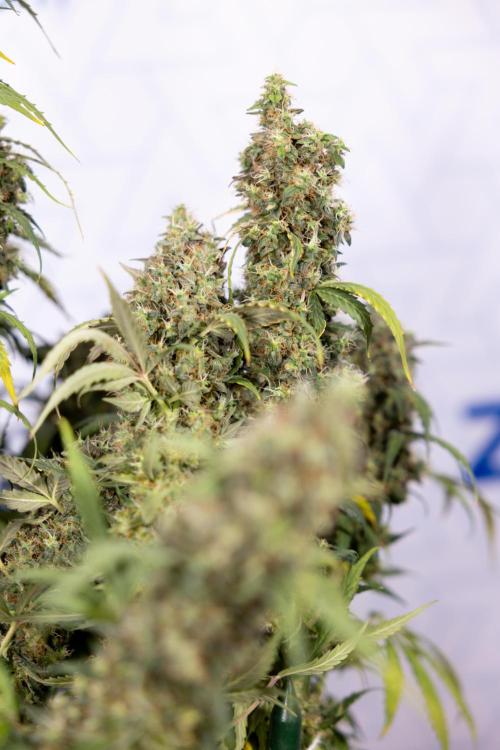 Godfather OG ✞ Auto - Zamnesia x B&B. Week 11 - Godfather OG #1 - Harvest Day - No Techniques