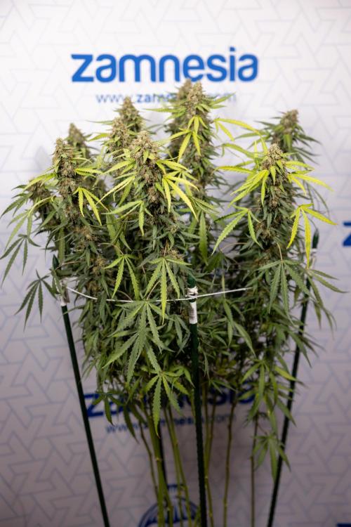 Godfather OG ✞ Auto - Zamnesia x B&B. Week 10 - Godfather OG - Plant #2 - Main Lining - Last Week 