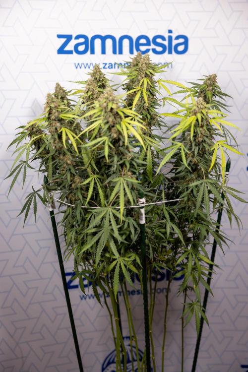 Godfather OG ✞ Auto - Zamnesia x B&B. Week 10 - Godfather OG - Plant #2 - Main Lining - Last Week 