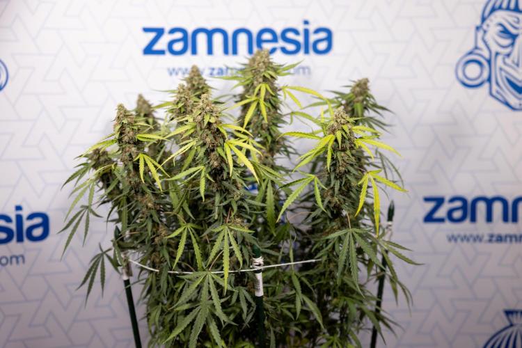 Godfather OG ✞ Auto - Zamnesia x B&B. Week 10 - Godfather OG - Plant #2 - Main Lining - Last Week 