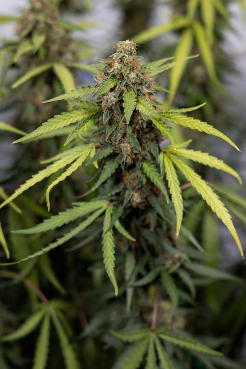 Godfather OG ✞ Auto - Zamnesia x B&B. Week 10 - Godfather OG - Plant #2 - Main Lining - Last Week 