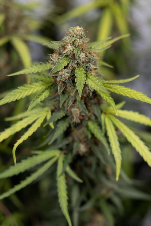 Godfather OG ✞ Auto - Zamnesia x B&B. Week 10 - Godfather OG - Plant #2 - Main Lining - Last Week 
