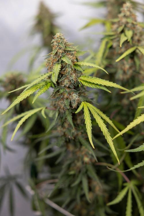 Godfather OG ✞ Auto - Zamnesia x B&B. Week 10 - Godfather OG - Plant #2 - Main Lining - Last Week 