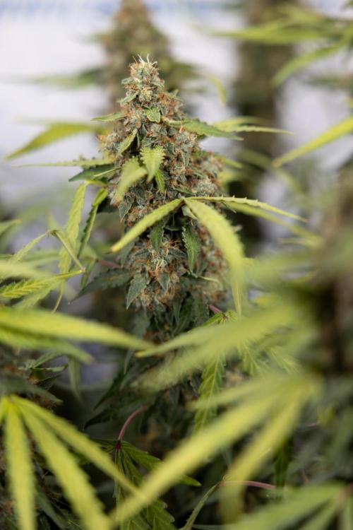 Godfather OG ✞ Auto - Zamnesia x B&B. Week 10 - Godfather OG - Plant #2 - Main Lining - Last Week 