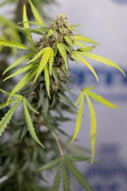 Godfather OG ✞ Auto - Zamnesia x B&B. Week 10 - Godfather OG - Plant #2 - Main Lining - Last Week 