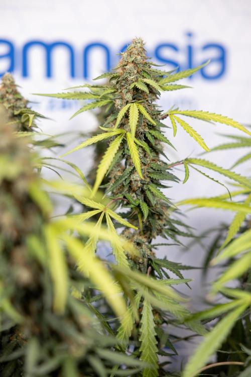 Godfather OG ✞ Auto - Zamnesia x B&B. Week 10 - Godfather OG - Plant #2 - Main Lining - Last Week 