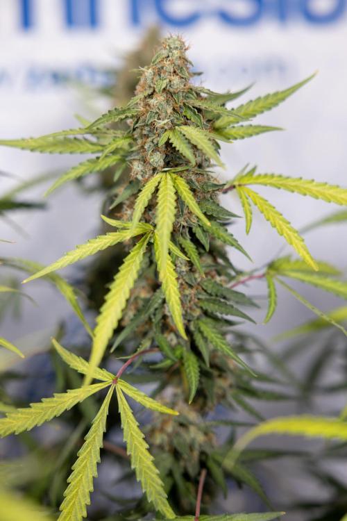 Godfather OG ✞ Auto - Zamnesia x B&B. Week 10 - Godfather OG - Plant #2 - Main Lining - Last Week 