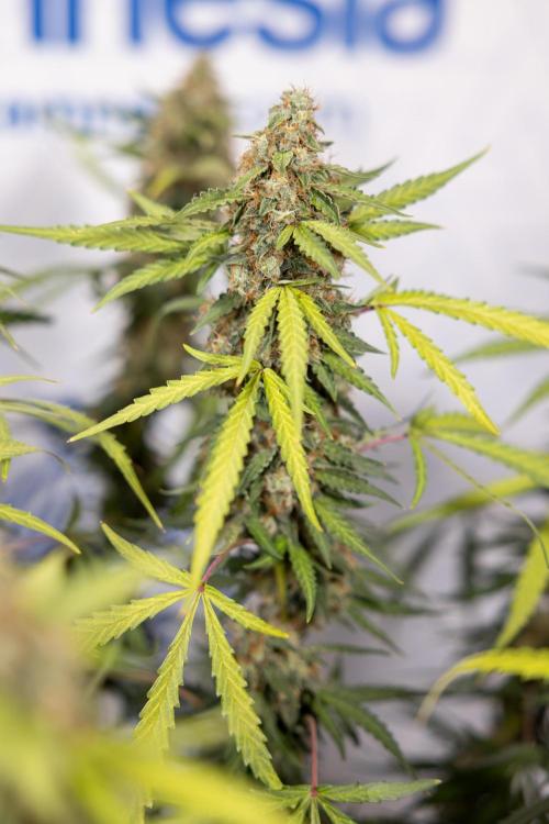 Godfather OG ✞ Auto - Zamnesia x B&B. Week 10 - Godfather OG - Plant #2 - Main Lining - Last Week 
