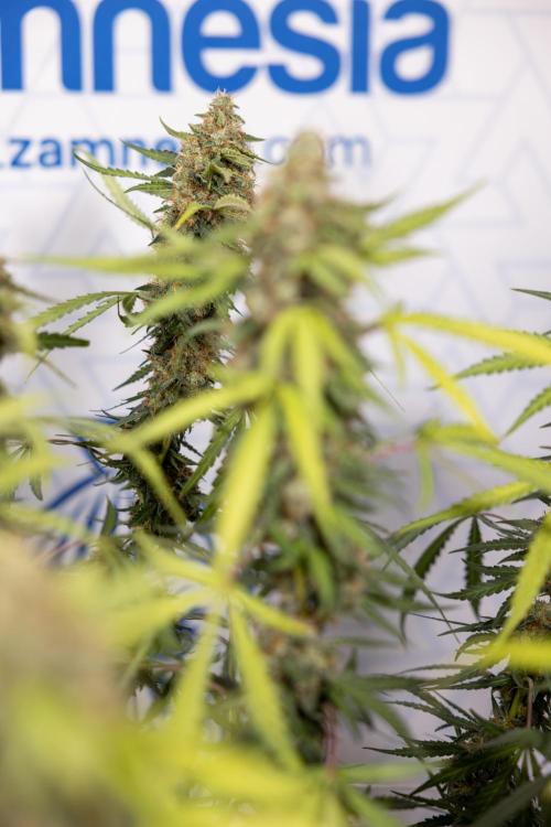 Godfather OG ✞ Auto - Zamnesia x B&B. Week 10 - Godfather OG - Plant #2 - Main Lining - Last Week 