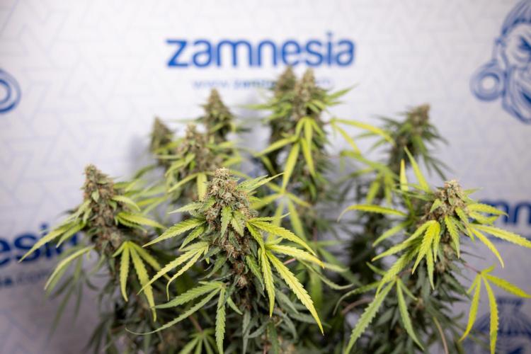 Godfather OG ✞ Auto - Zamnesia x B&B. Week 10 - Godfather OG - Plant #2 - Main Lining - Last Week 