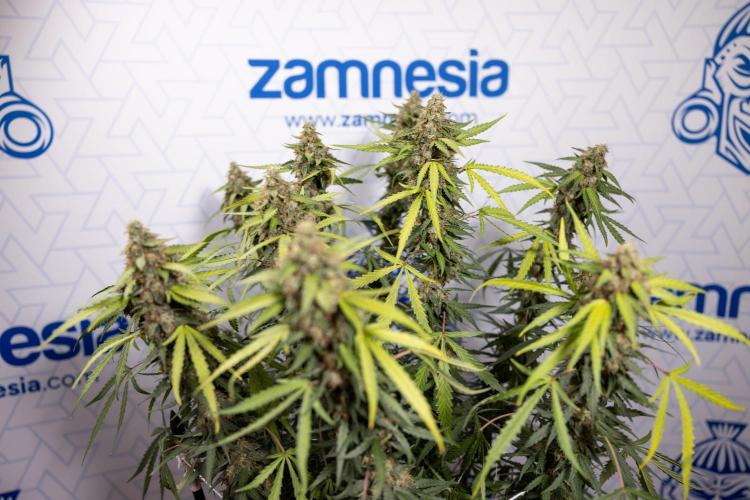Godfather OG ✞ Auto - Zamnesia x B&B. Week 10 - Godfather OG - Plant #2 - Main Lining - Last Week 