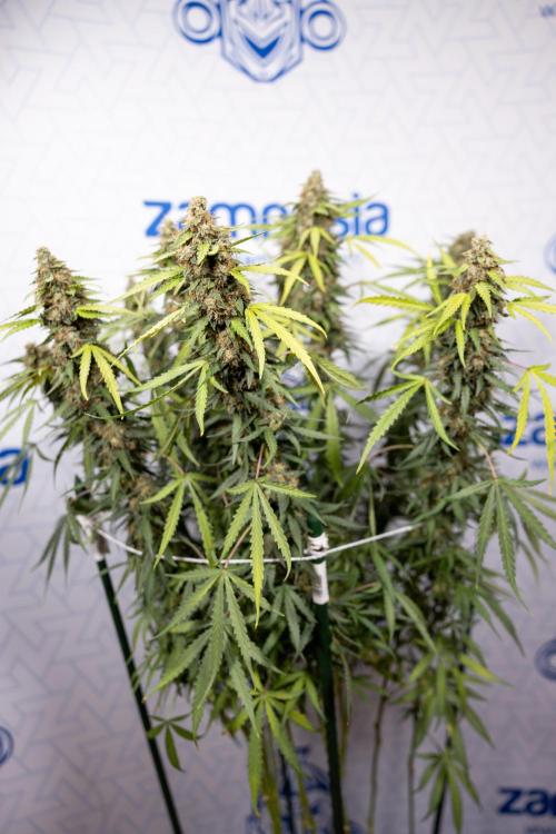 Godfather OG ✞ Auto - Zamnesia x B&B. Week 10 - Godfather OG - Plant #2 - Main Lining - Last Week 