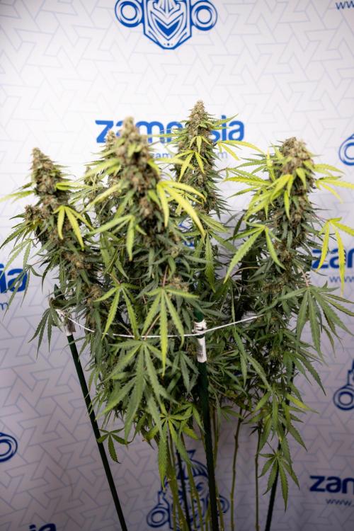 Godfather OG ✞ Auto - Zamnesia x B&B. Week 10 - Godfather OG - Plant #2 - Main Lining - Last Week 
