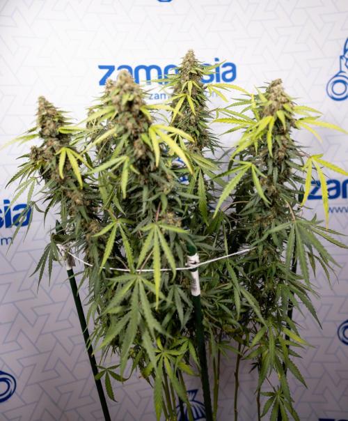 Godfather OG ✞ Auto - Zamnesia x B&B. Week 10 - Godfather OG - Plant #2 - Main Lining - Last Week 