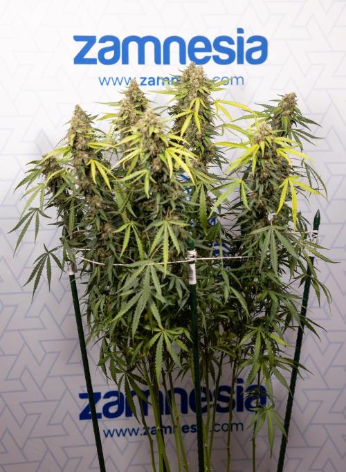 Godfather OG ✞ Auto - Zamnesia x B&B. Week 10 - Godfather OG - Plant #2 - Main Lining - Last Week 