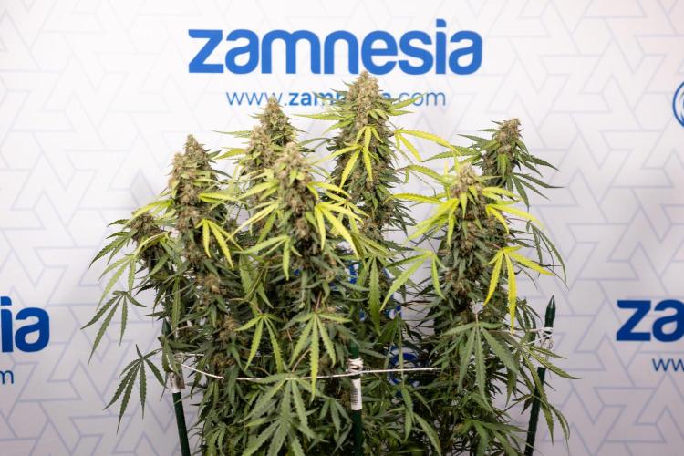 Godfather OG ✞ Auto - Zamnesia x B&B. Week 10 - Godfather OG - Plant #2 - Main Lining - Last Week 