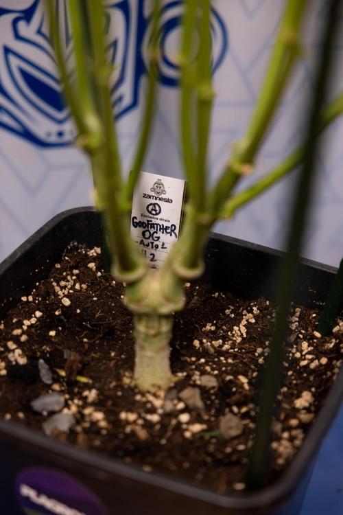 Godfather OG ✞ Auto - Zamnesia x B&B. Week 10 - Godfather OG - Plant #2 - Main Lining - Last Week 