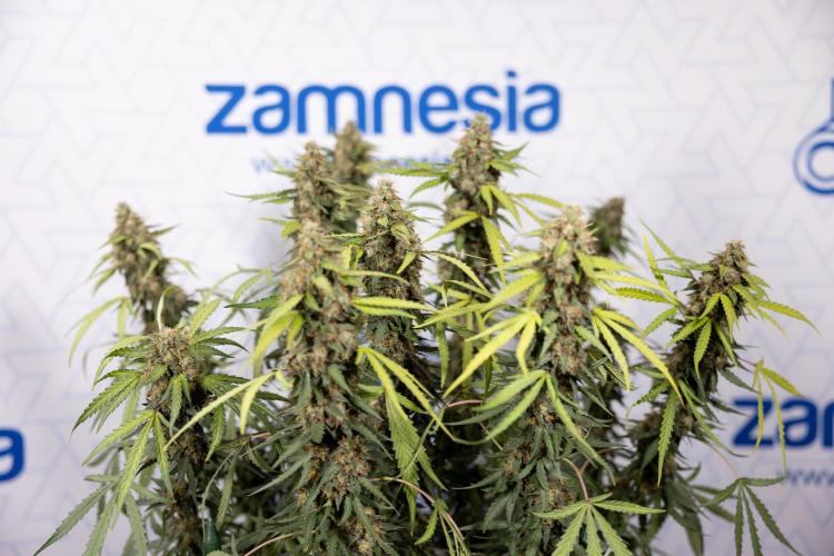 Godfather OG ✞ Auto - Zamnesia x B&B. Week 10 - Godfather OG - Plant #2 - Main Lining - Last Week 