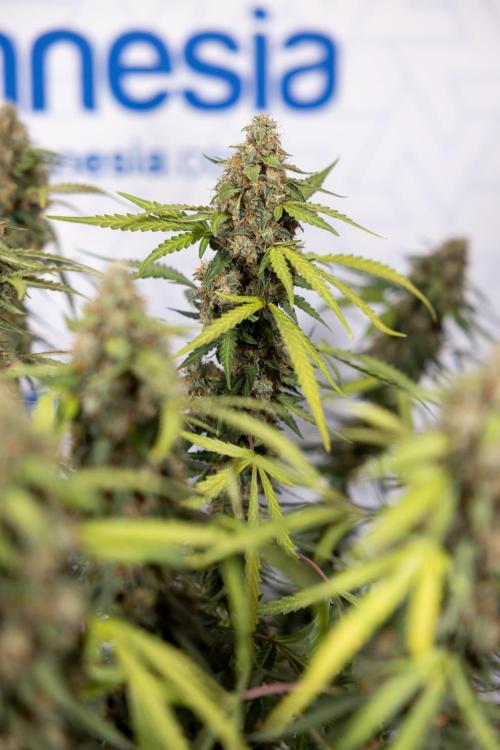 Godfather OG ✞ Auto - Zamnesia x B&B. Week 10 - Godfather OG - Plant #2 - Main Lining - Last Week 
