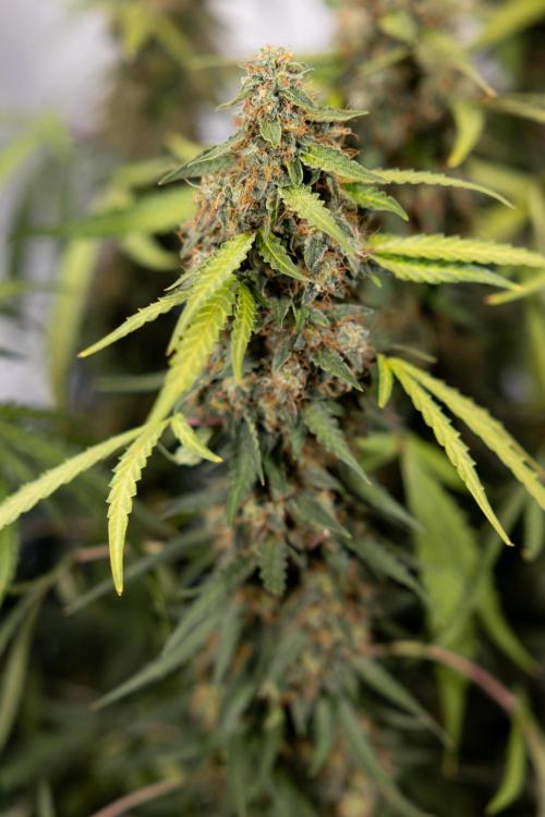 Godfather OG ✞ Auto - Zamnesia x B&B. Week 10 - Godfather OG - Plant #2 - Main Lining - Last Week 