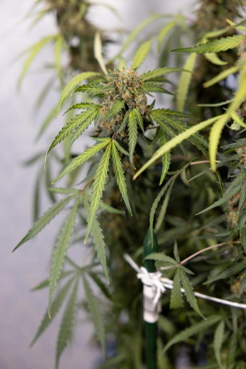 Godfather OG ✞ Auto - Zamnesia x B&B. Week 10 - Godfather OG - Plant #2 - Main Lining - Last Week 