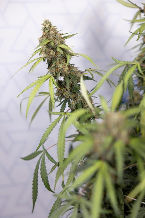 Godfather OG ✞ Auto - Zamnesia x B&B. Week 10 - Godfather OG - Plant #2 - Main Lining - Last Week 