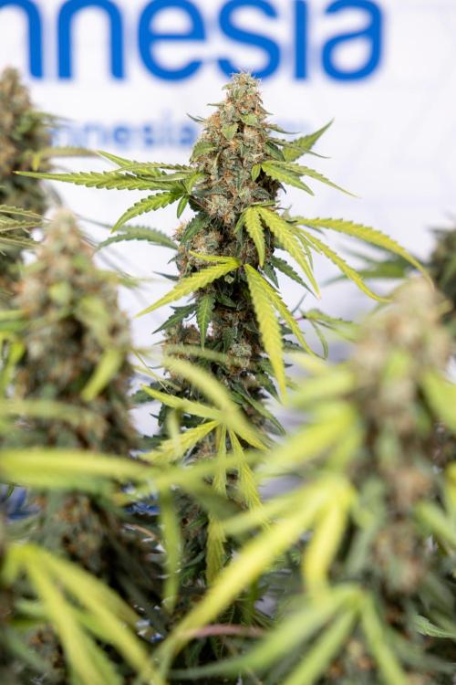 Godfather OG ✞ Auto - Zamnesia x B&B. Week 10 - Godfather OG - Plant #2 - Main Lining - Last Week 