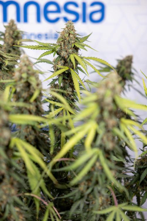 Godfather OG ✞ Auto - Zamnesia x B&B. Week 10 - Godfather OG - Plant #2 - Main Lining - Last Week 