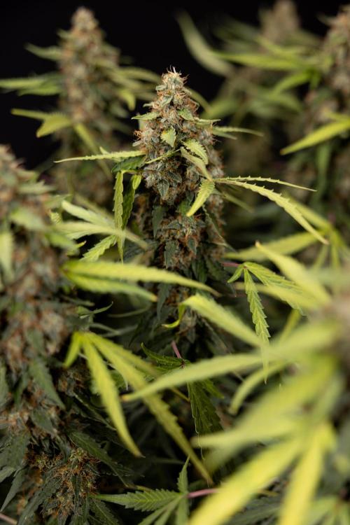 Godfather OG ✞ Auto - Zamnesia x B&B. Week 12 - Godfather OG Autoflowering - Plant  #2 - Harvest day