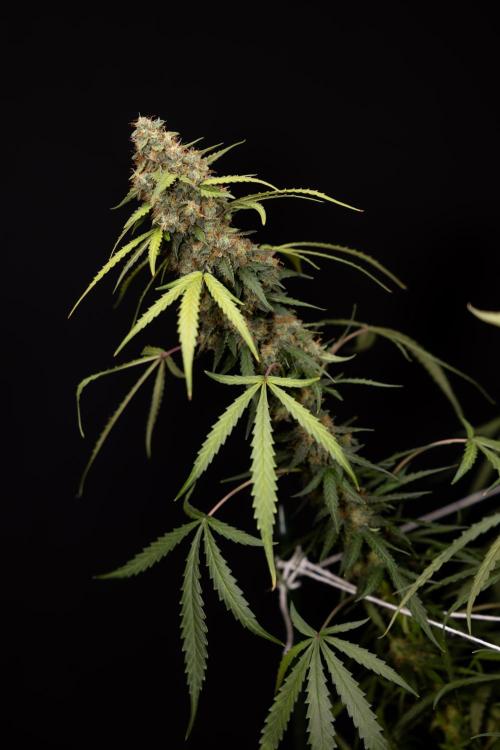 Godfather OG ✞ Auto - Zamnesia x B&B. Week 12 - Godfather OG Autoflowering - Plant  #2 - Harvest day