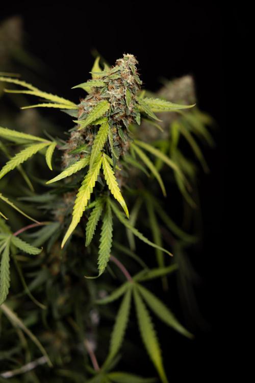 Godfather OG ✞ Auto - Zamnesia x B&B. Week 12 - Godfather OG Autoflowering - Plant  #2 - Harvest day