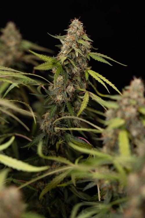 Godfather OG ✞ Auto - Zamnesia x B&B. Week 12 - Godfather OG Autoflowering - Plant  #2 - Harvest day