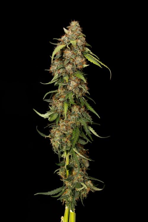 Godfather OG ✞ Auto - Zamnesia x B&B. Week 12 - Godfather OG Autoflowering - Plant  #2 - Harvest day