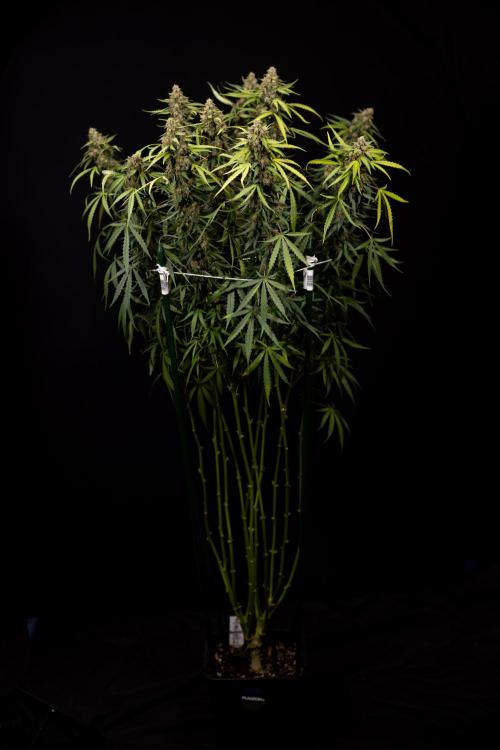 Godfather OG ✞ Auto - Zamnesia x B&B. Week 12 - Godfather OG Autoflowering - Plant  #2 - Harvest day
